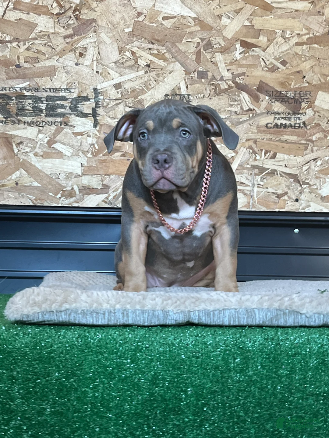 American Bully dogs for sale: Elsa - Ad 4