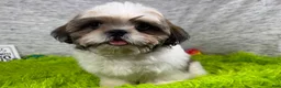 Shih Tzu dogs for sale: Shih Tzu 2 - Ad 3