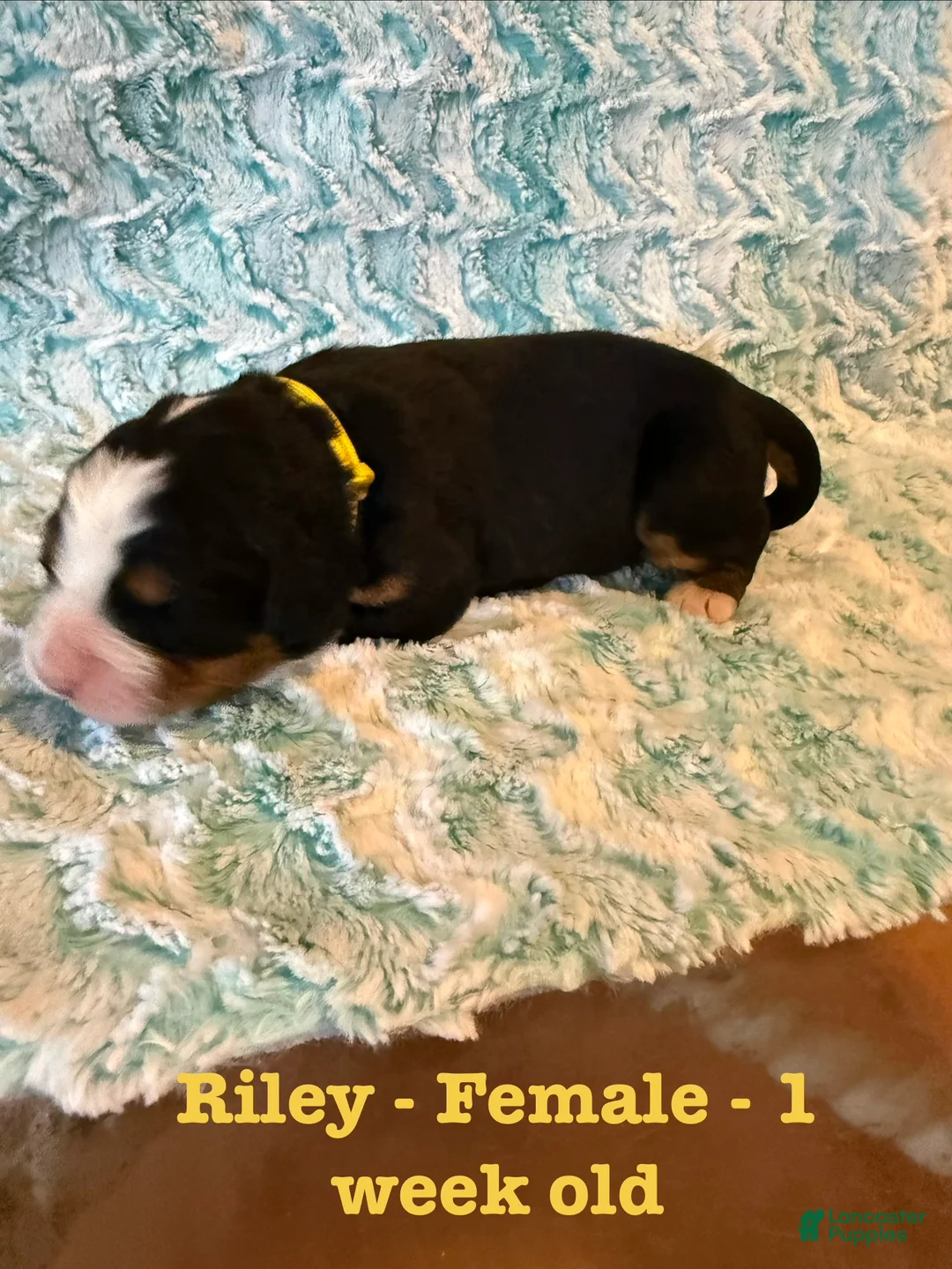Bernese Mountain Dog dogs for sale: Riley  - Ad 2