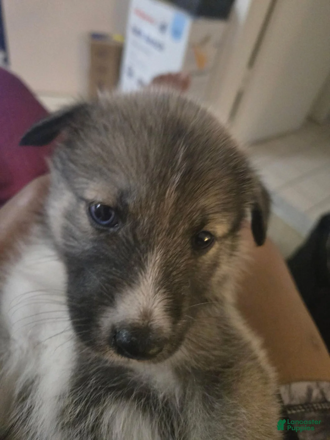 Mixed Breed dogs for sale: Mixed Breed 2 - Ad 2