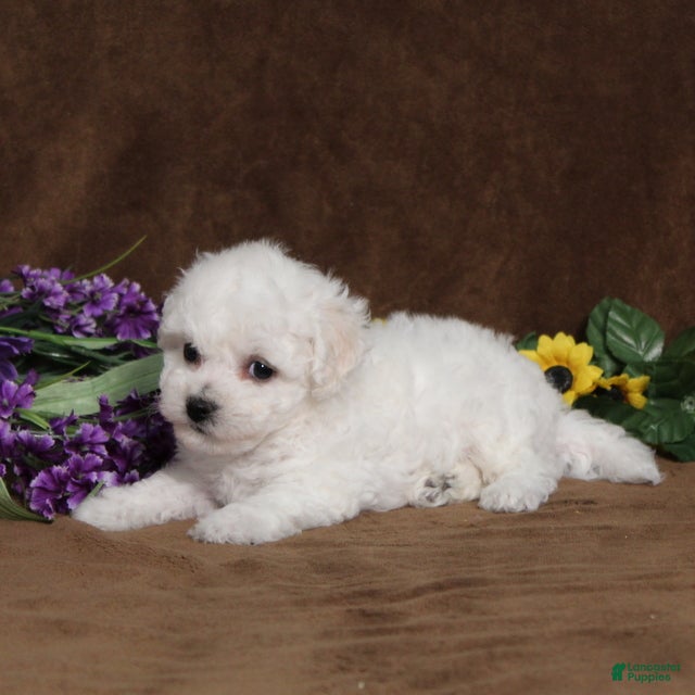 Bichon Frise dogs Hope - Ad 2