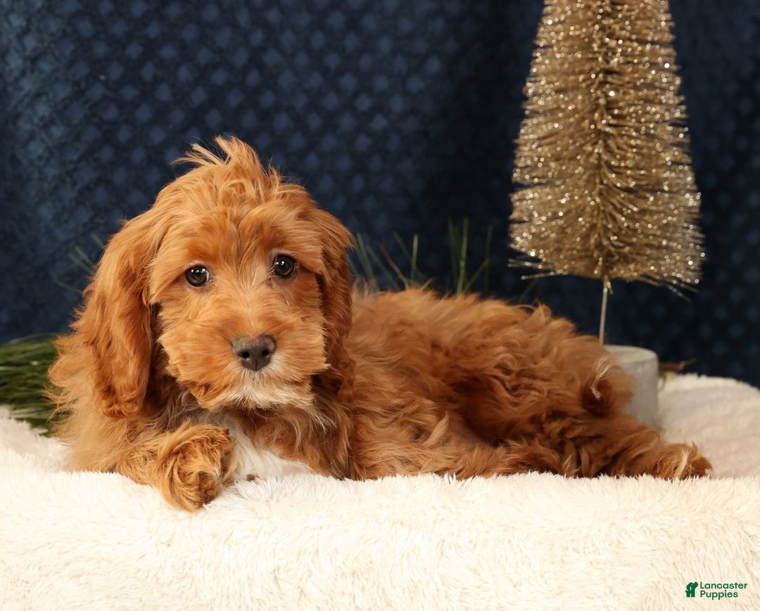 Cavapoo dogs for sale: Kimmy - Ad 8
