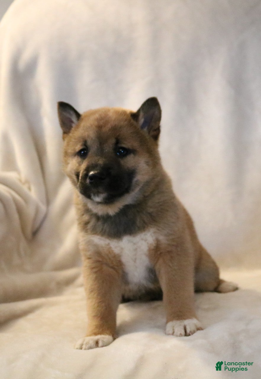 Shiba Inu dogs Sammy  - Ad 34