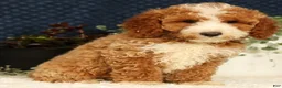 Mini Goldendoodle dogs for sale: Vern - Ad 6
