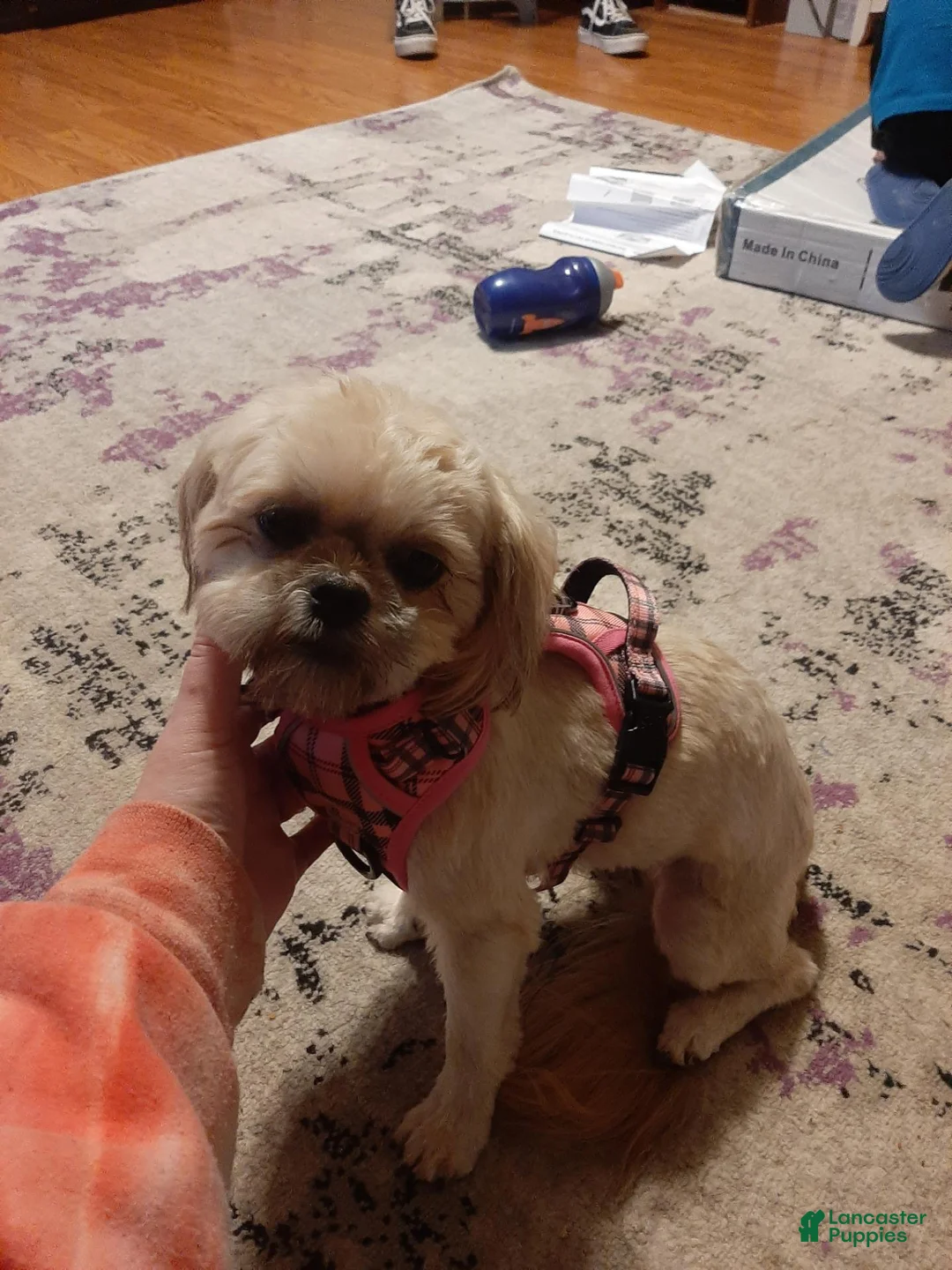 Shih Tzu dogs for sale: Jackson - Ad 3