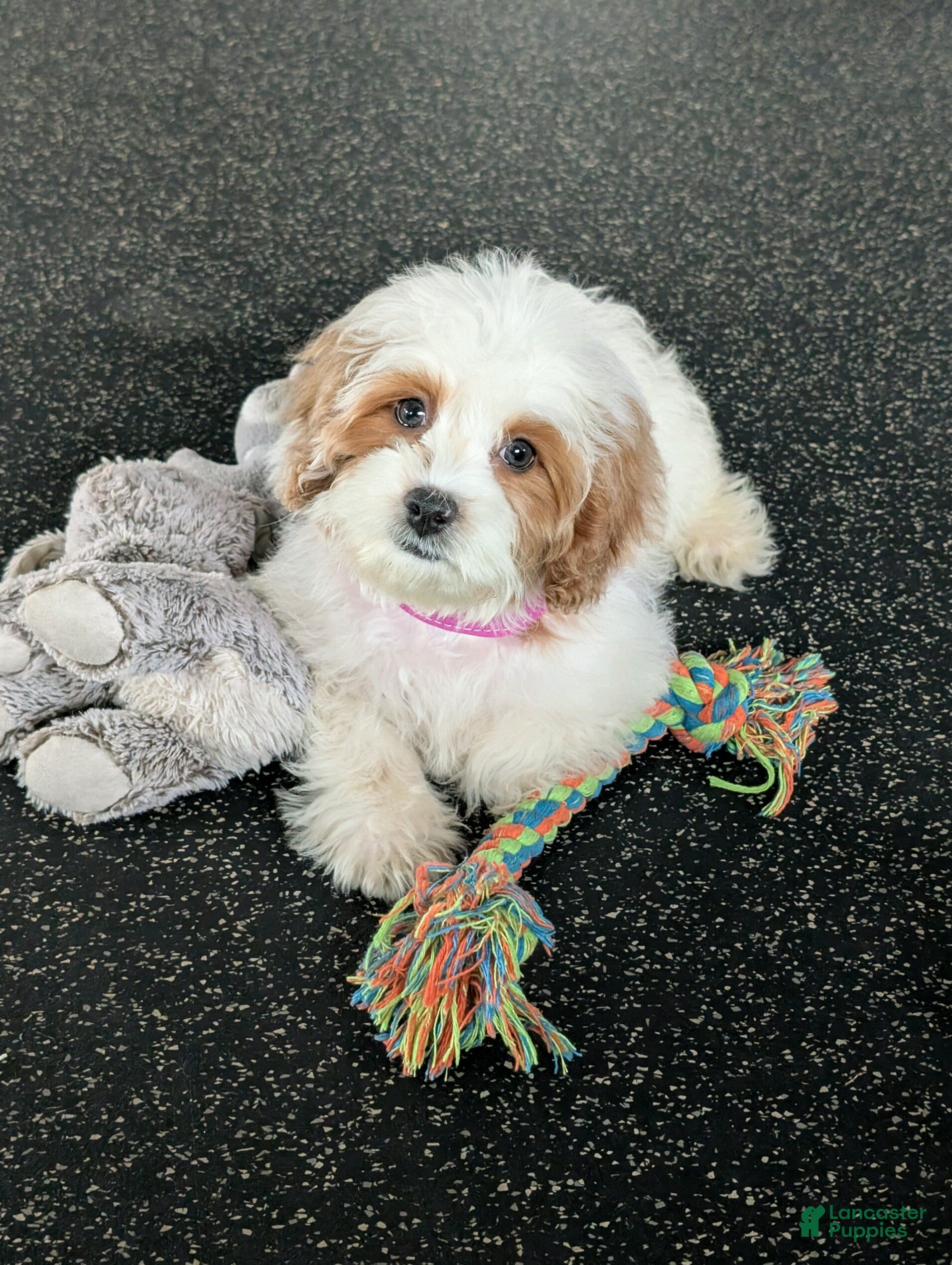 Cavapoo dogs Tammy  - Ad 2