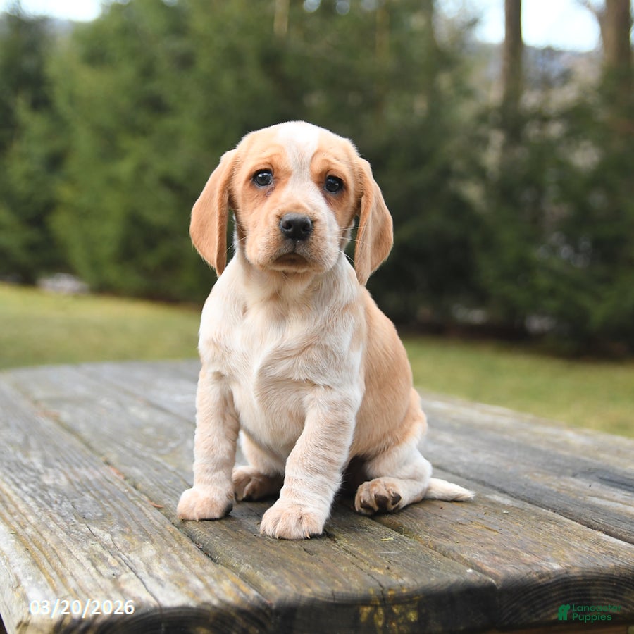 Beagle dogs Bailey - Ad 2