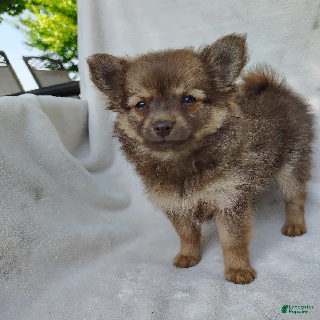Pomchi dogs for sale: Kisses - Ad 1