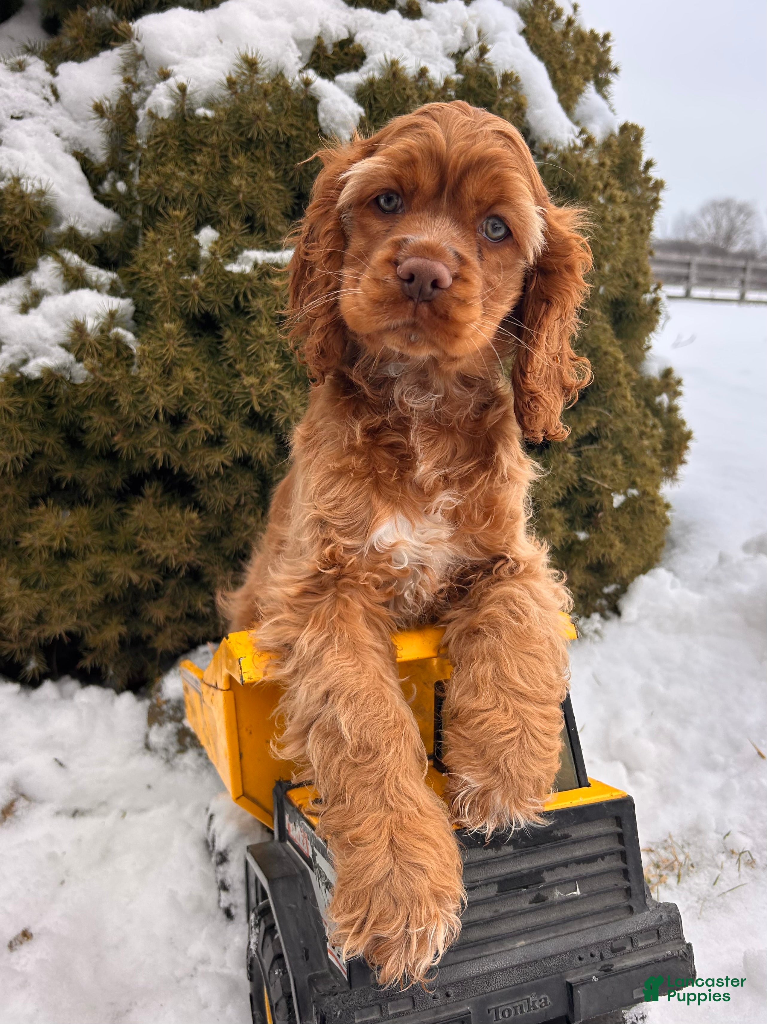 Cocker Spaniel dogs Zacky - Ad 8