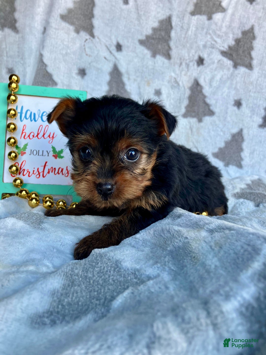 Yorkshire Terrier dogs for sale: Sophie - Ad 5