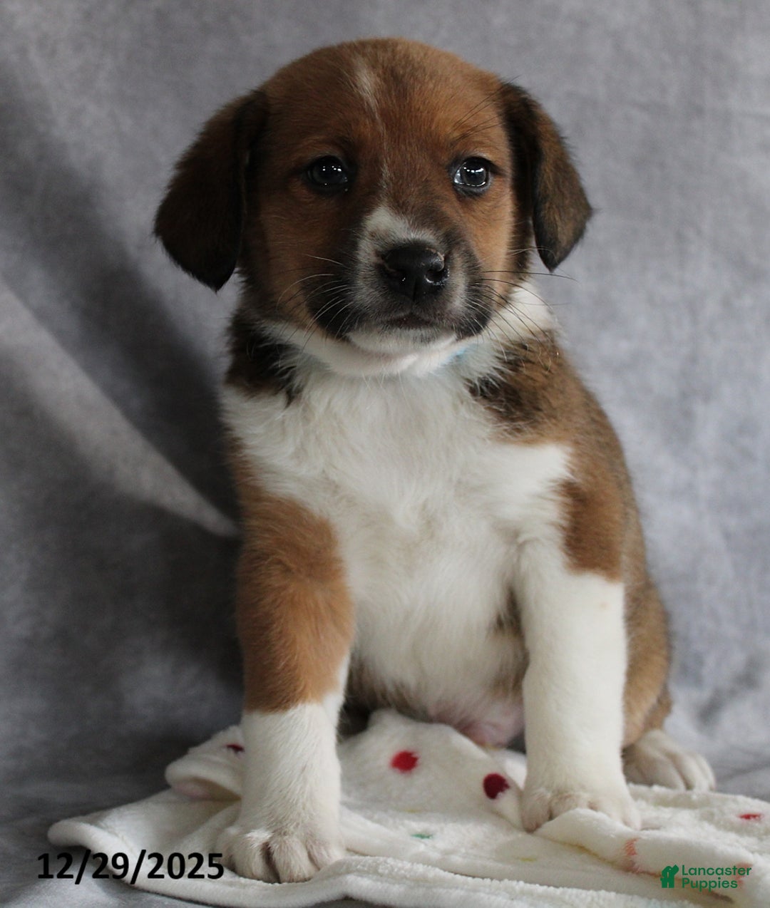 Mixed Breed dogs for sale: Aj  - Ad 1