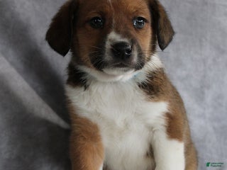 Mixed Breed dogs Aj - Ad 16