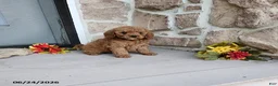 Mini Goldendoodle dogs for sale: Rachel - Ad 2
