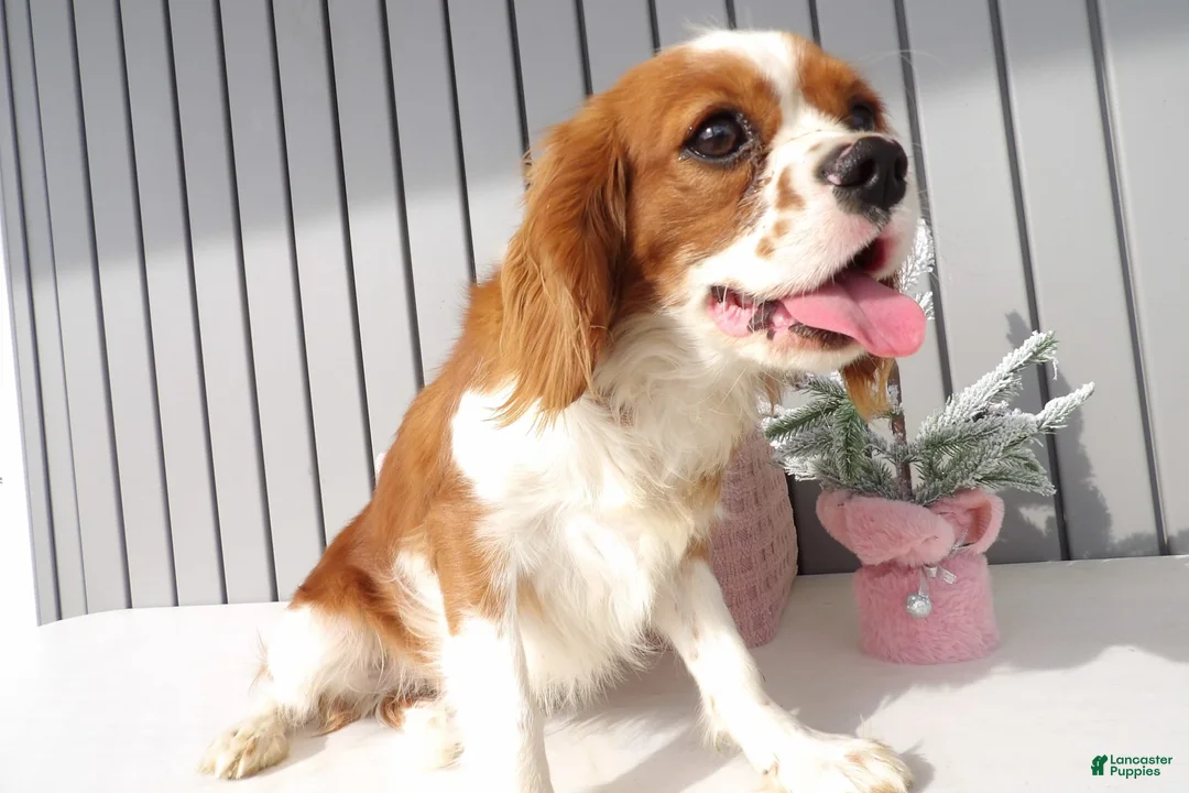 Gallery Image {{count}}