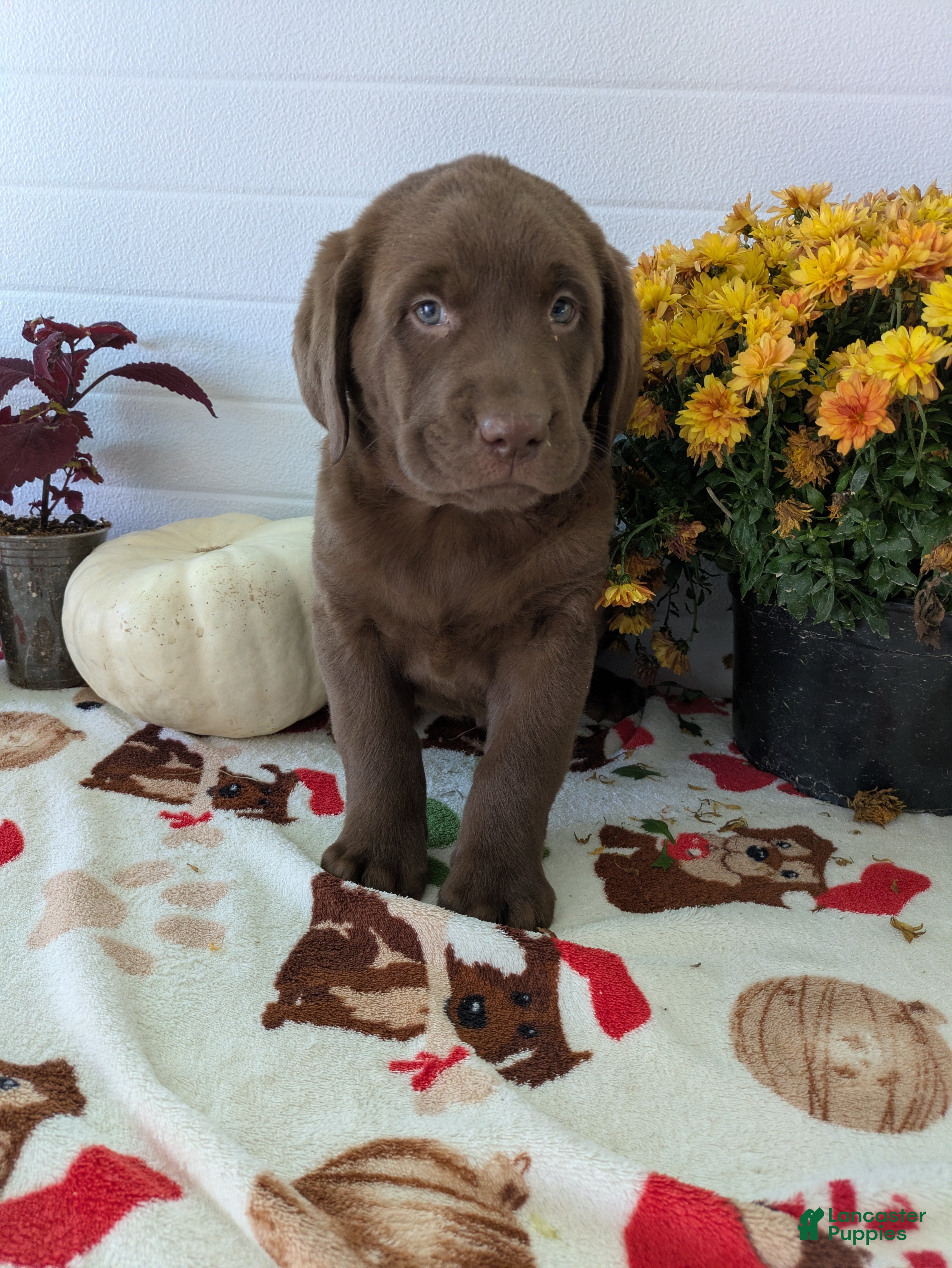 Labrador Retriever dogs for sale: Cooper - Ad 1