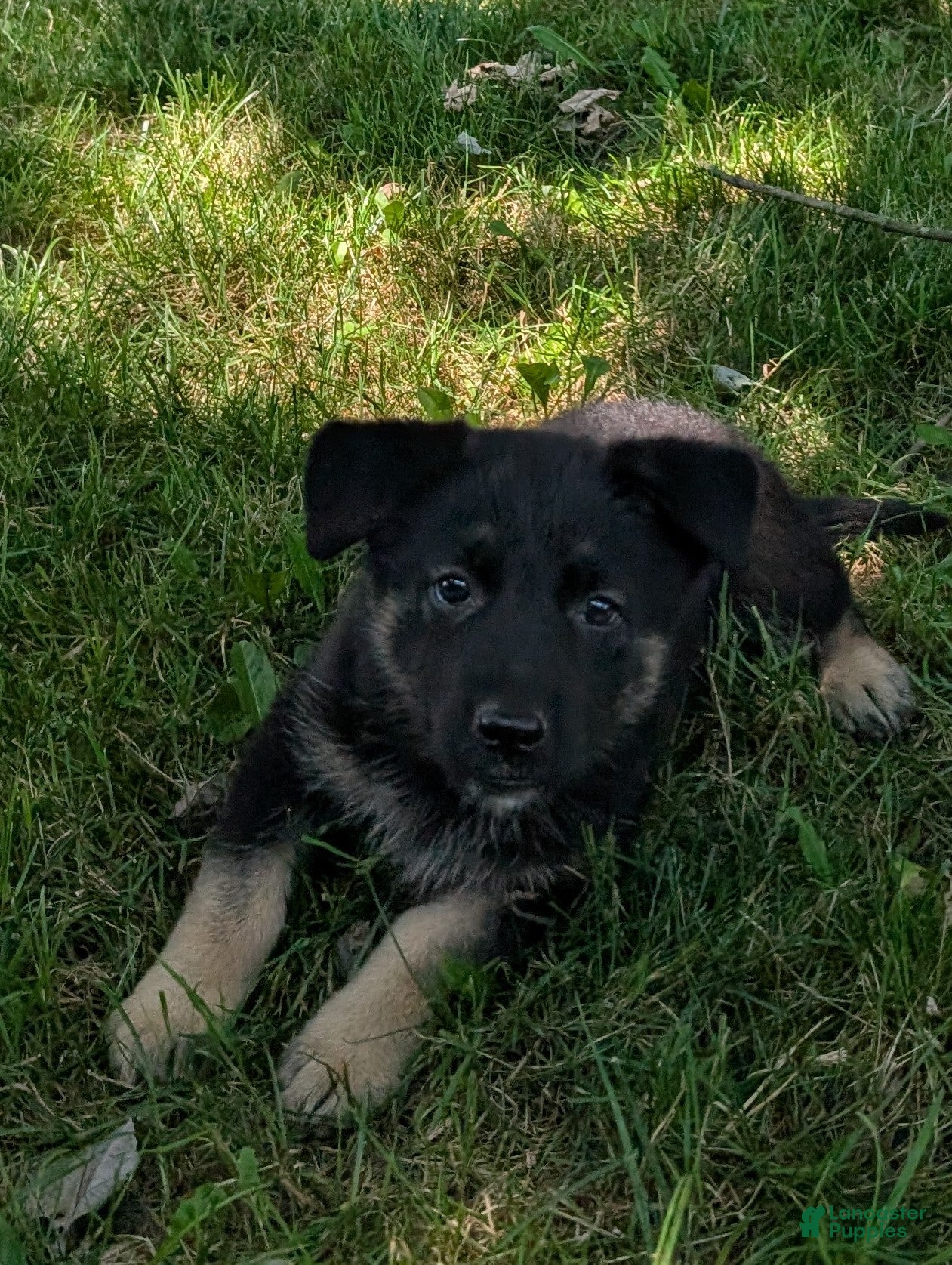 German Shepherd dogs Mandi  - Ad 2