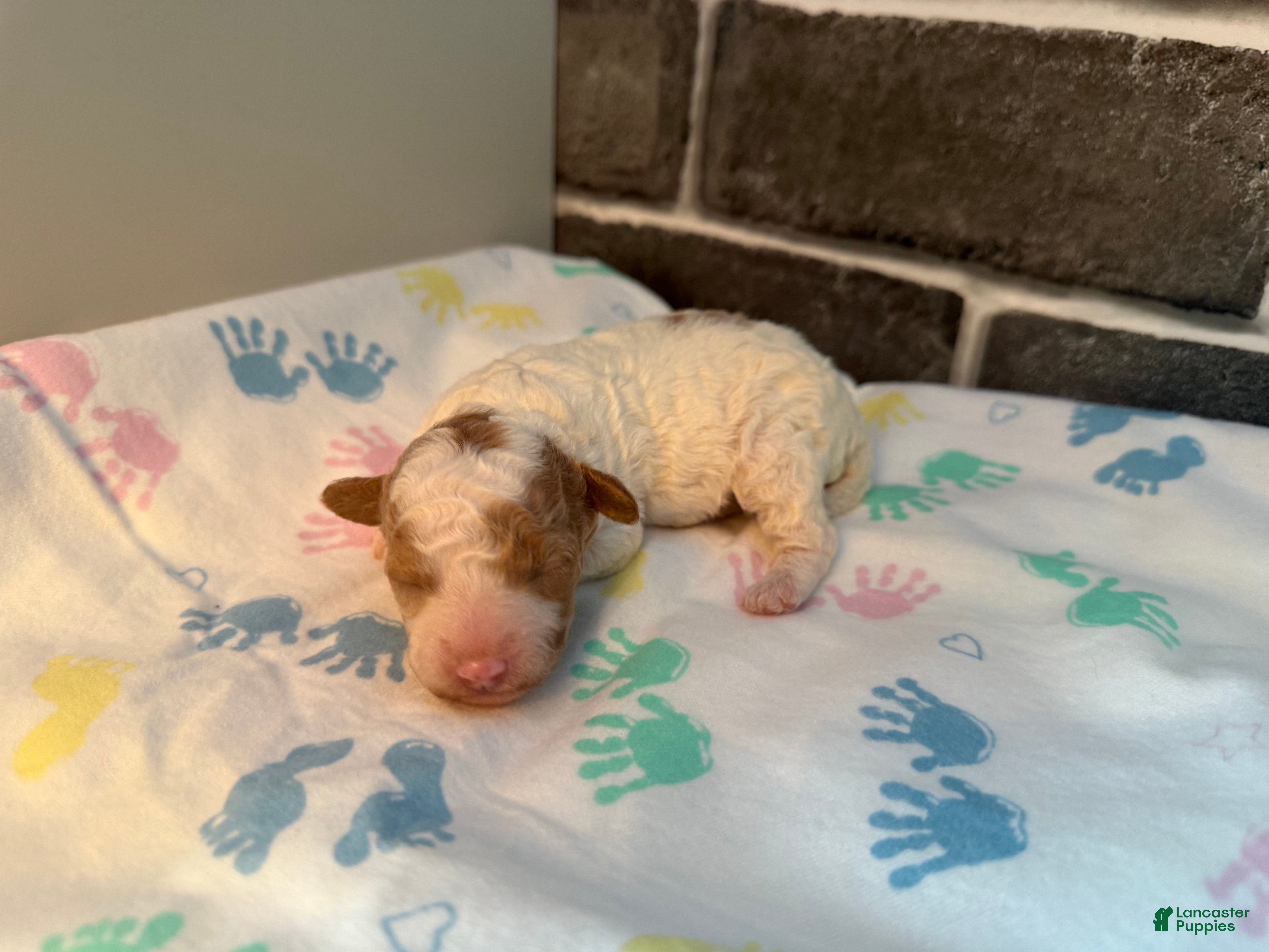 Maltipoo dogs for sale: Elsa - Ad 5