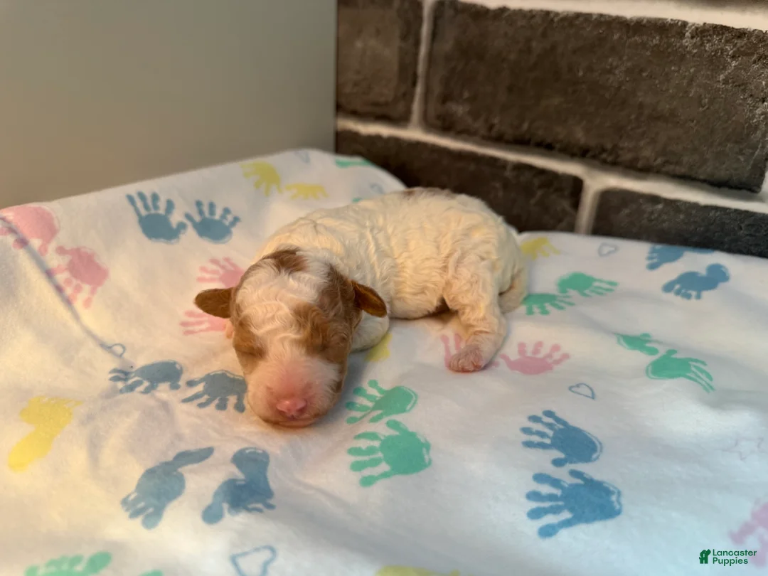 Maltipoo dogs for sale: Elsa - Ad 2