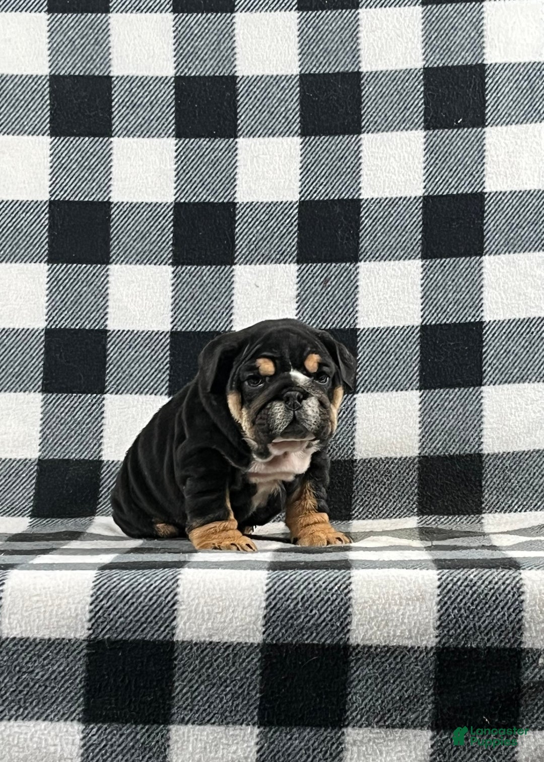 English Bulldog dogs for sale: Tate - Ad 1