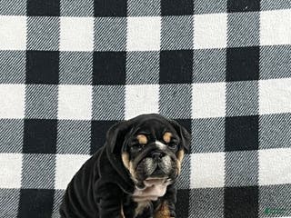 English Bulldog dogs Tate - Ad 38