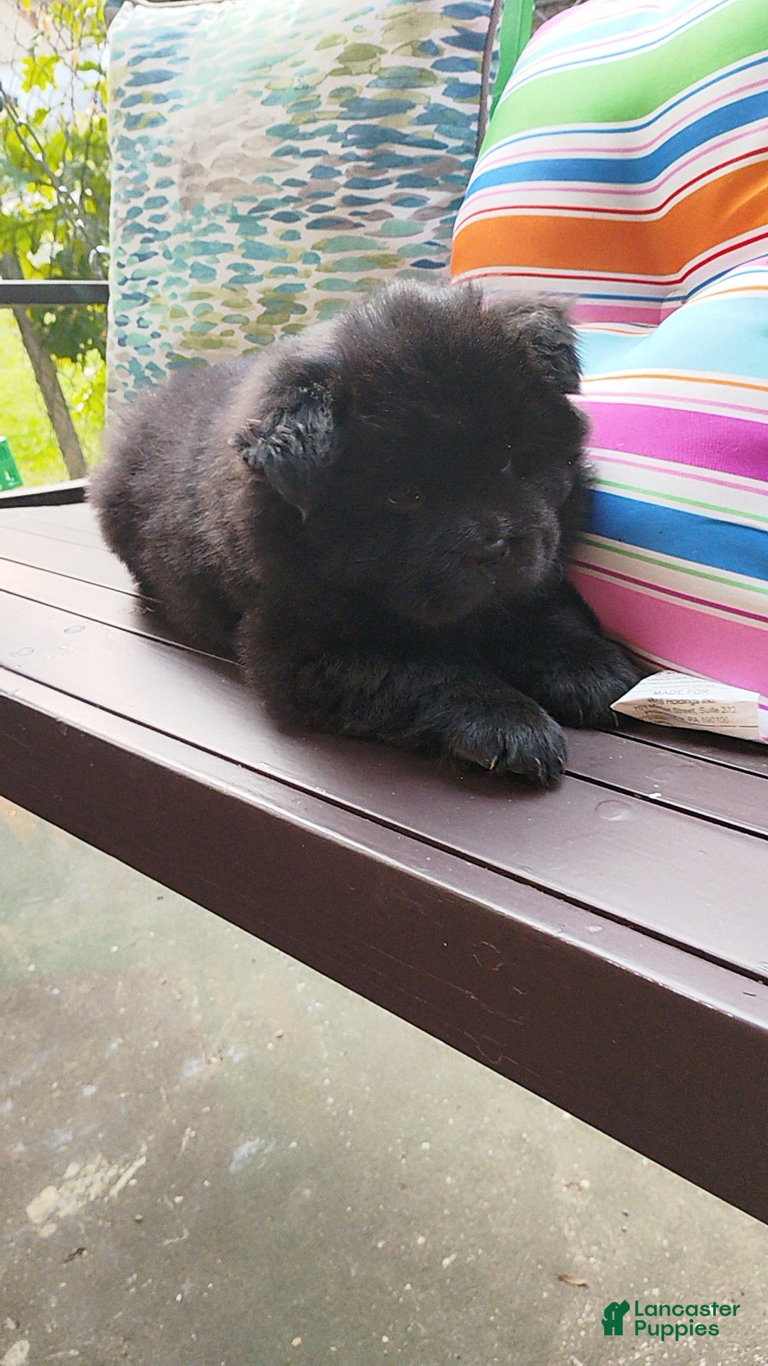 Chow Chow dogs Black male - Ad 7