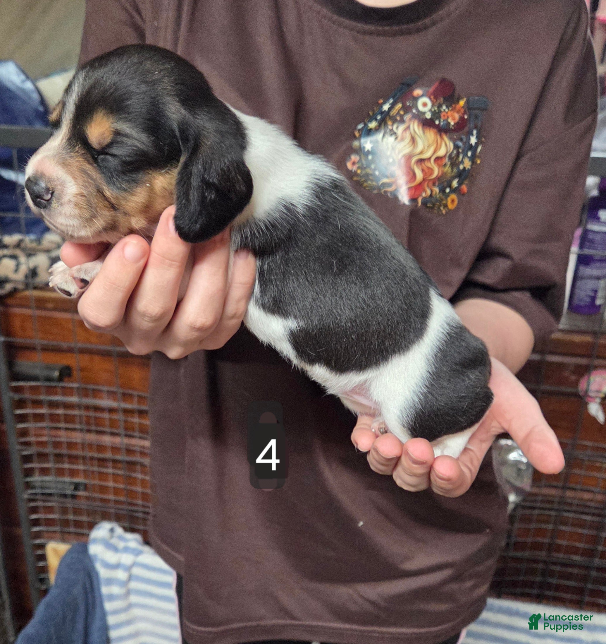 Beagle dogs Beagle Puppy 3 - Ad 37