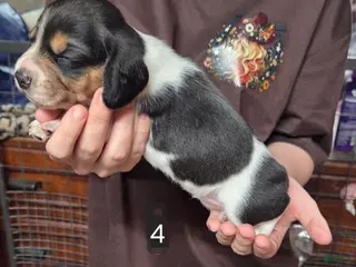 Beagle dogs for sale: Beagle Puppy 3 - Ad 2