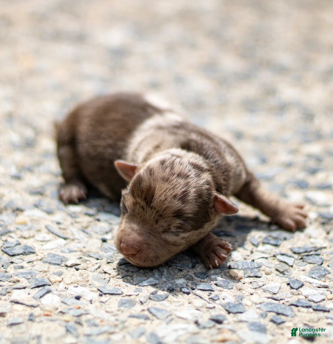 Chihuahua dogs for sale: Reba Chihuahua Puppy  - Ad 2