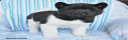 Akita dogs for sale: Sharon - Ad 5