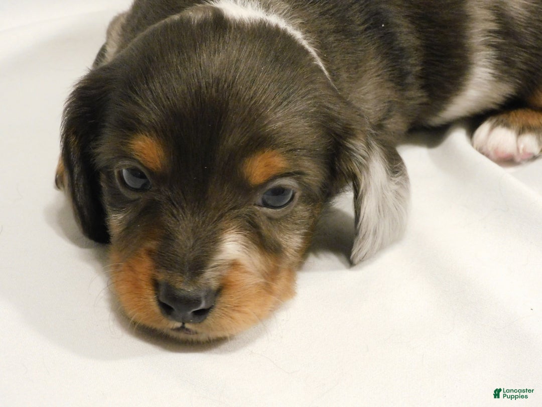 Miniature Dachshund dogs for sale: LMA's ChampionDoxie Snoop Dogg - Ad 16
