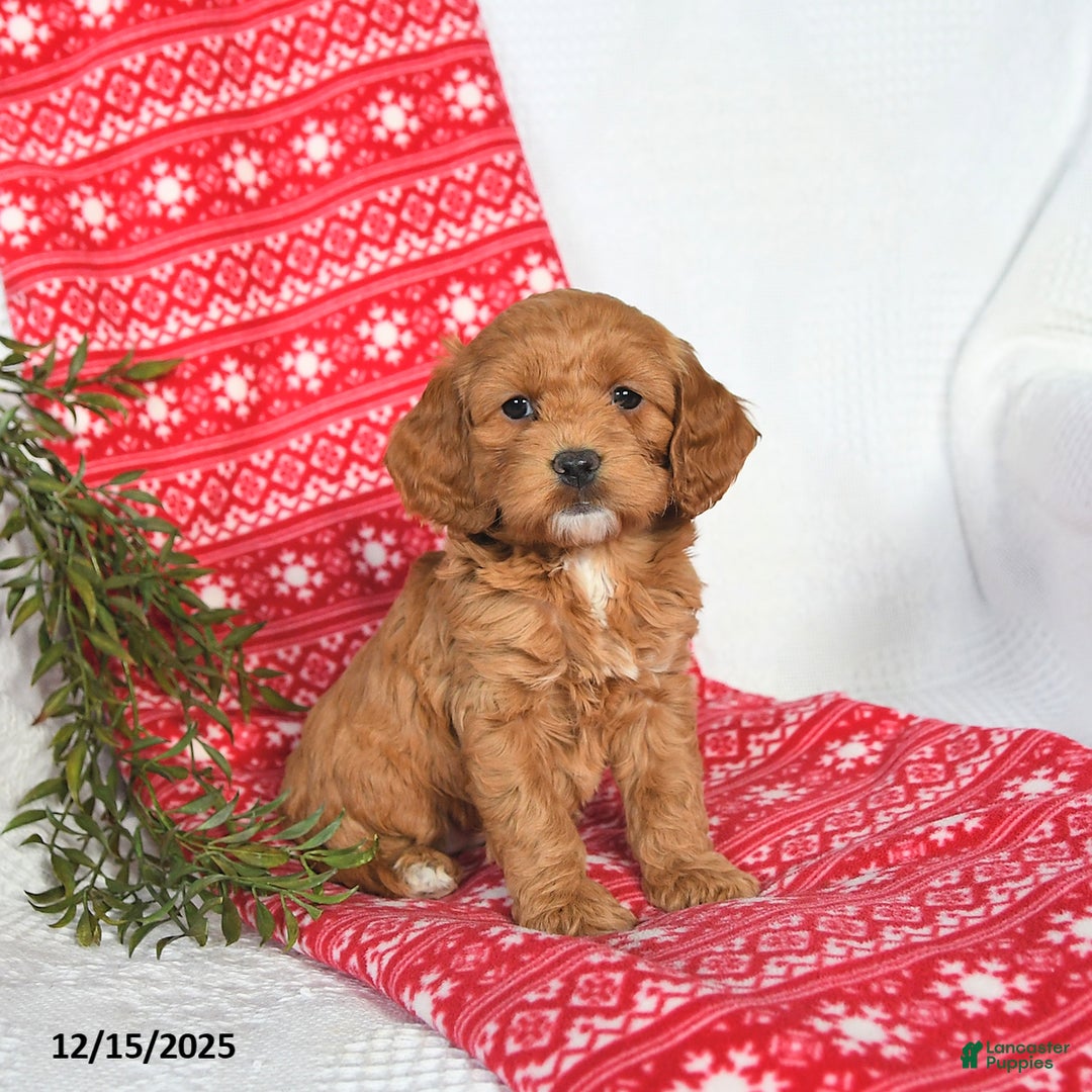 Cockapoo dogs for sale: Ophelia - Ad 4