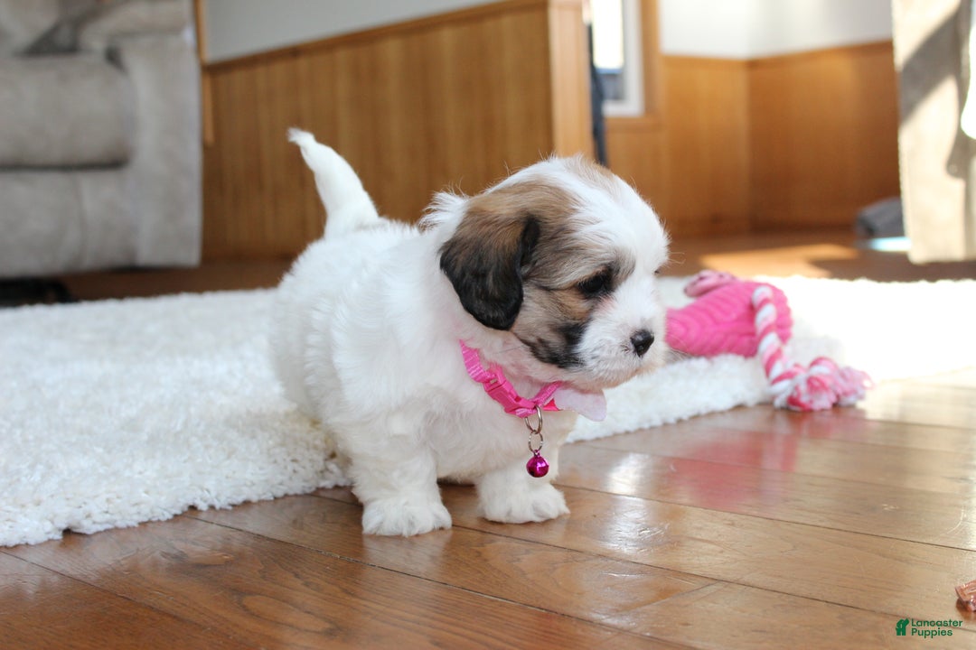 Teddy Bear dogs for sale: Lola - Ad 9