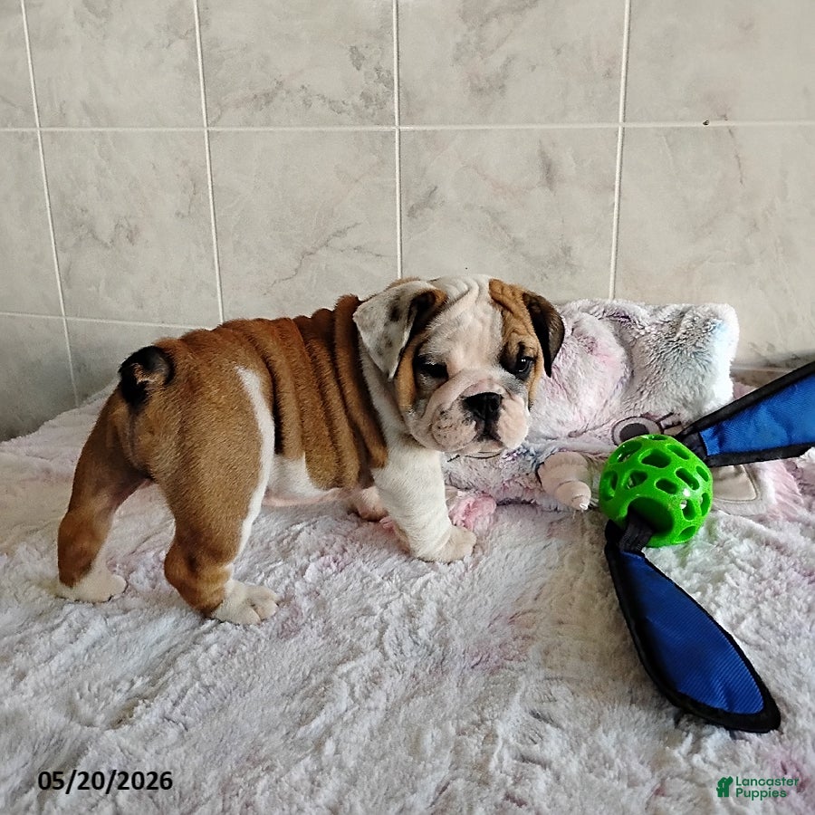 English Bulldog dogs Rusty - Ad 1