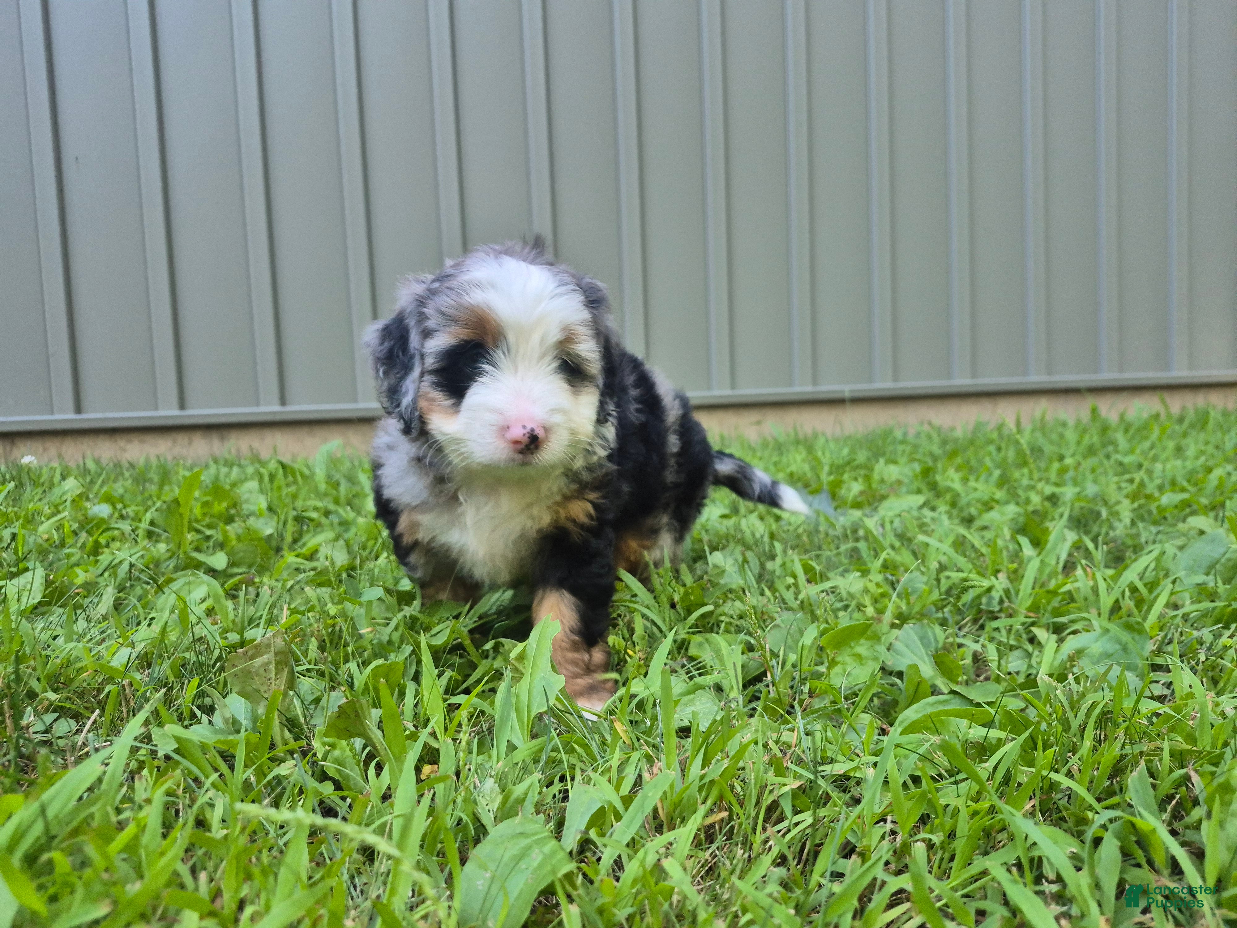 Bernedoodle dogs Molly  - Ad 2