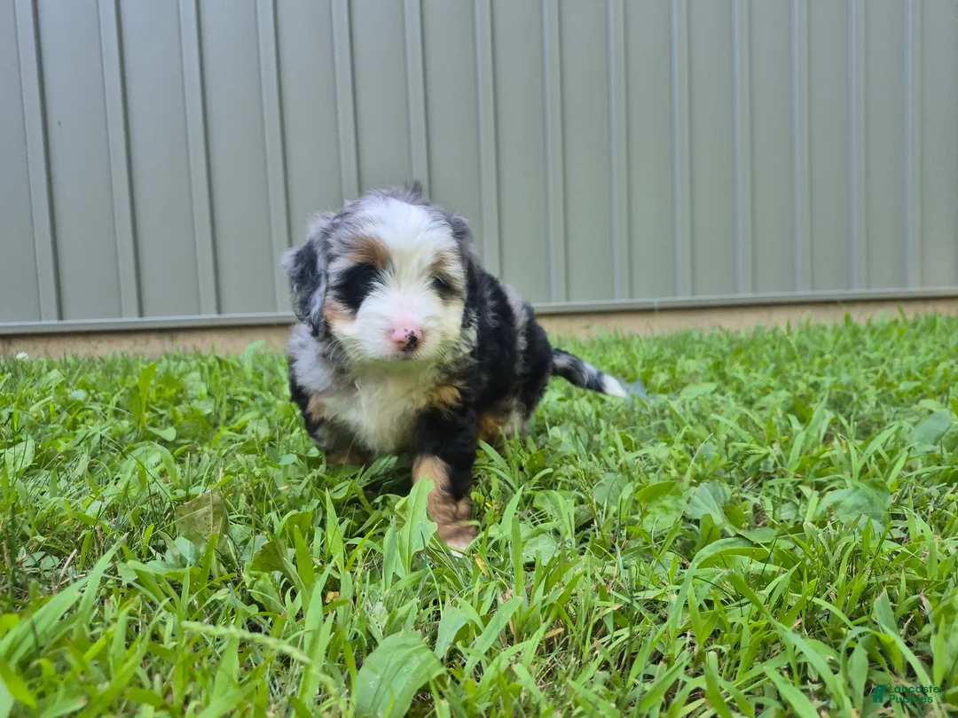 Bernedoodle dogs for sale: Molly  - Ad 2