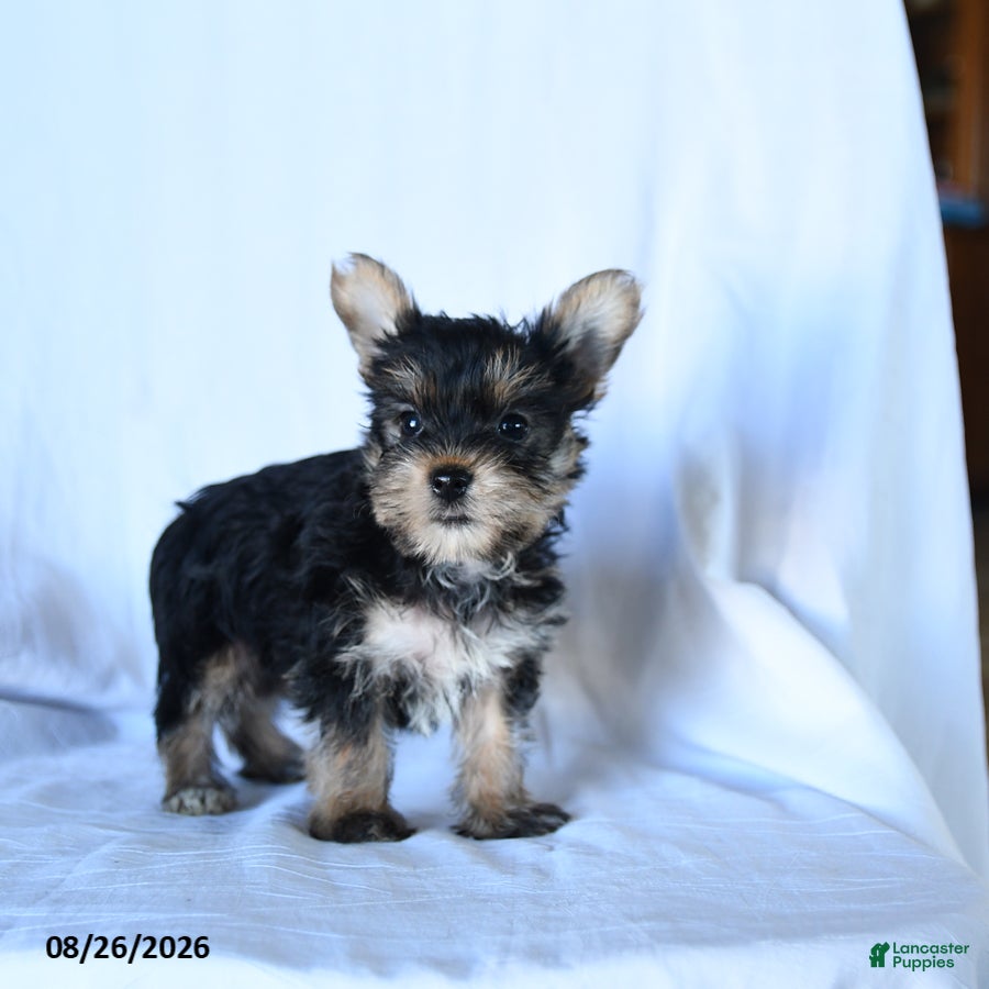 Yorkshire Terrier dogs Ivan - Ad 2
