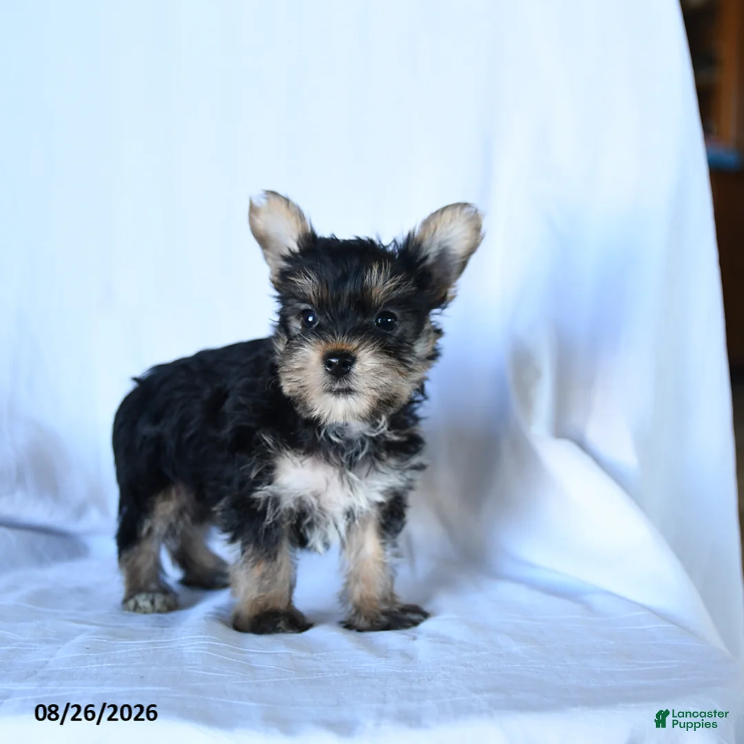 Yorkshire Terrier dogs for sale: Ivan - Ad 2