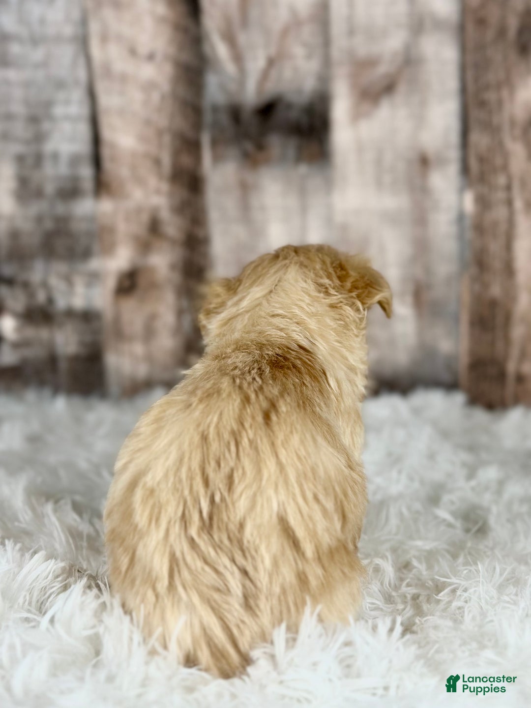 Maltipoo dogs for sale: Girl Nora - 0007 - Ad 3