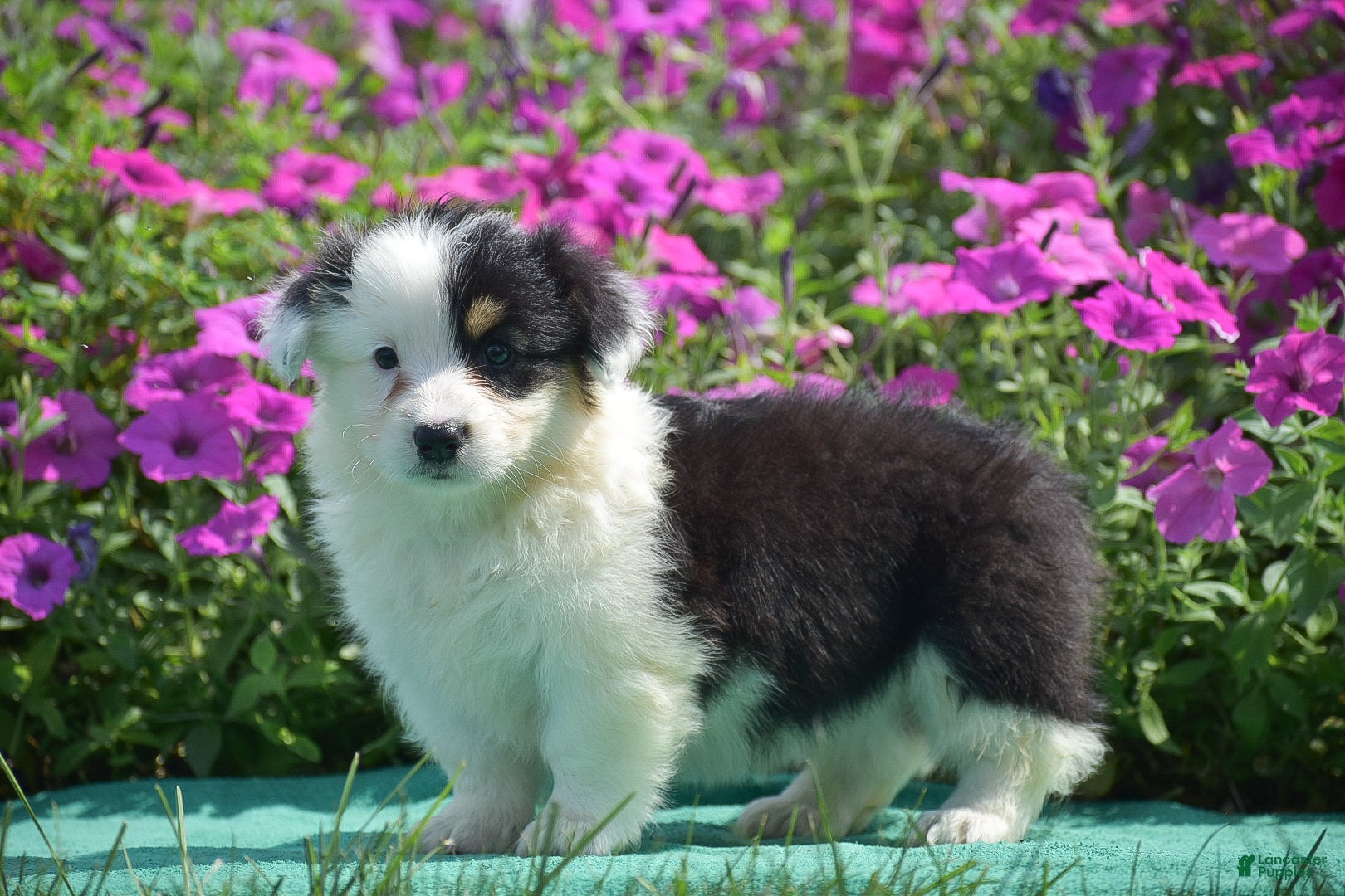 Welsh Corgi Pembroke dogs Jagger - Ad 1