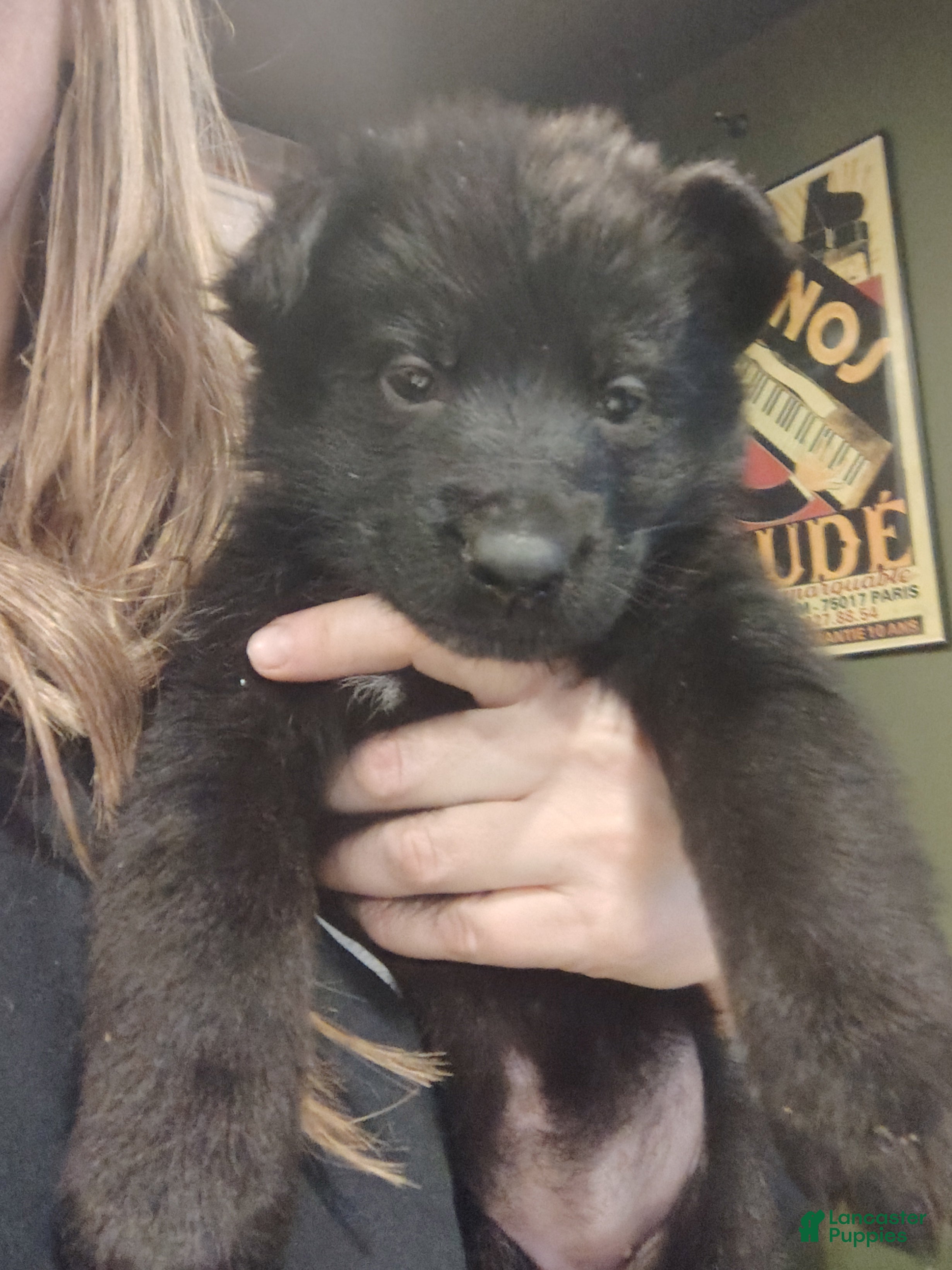 German Shepherd dogs Shadow - Ad 1