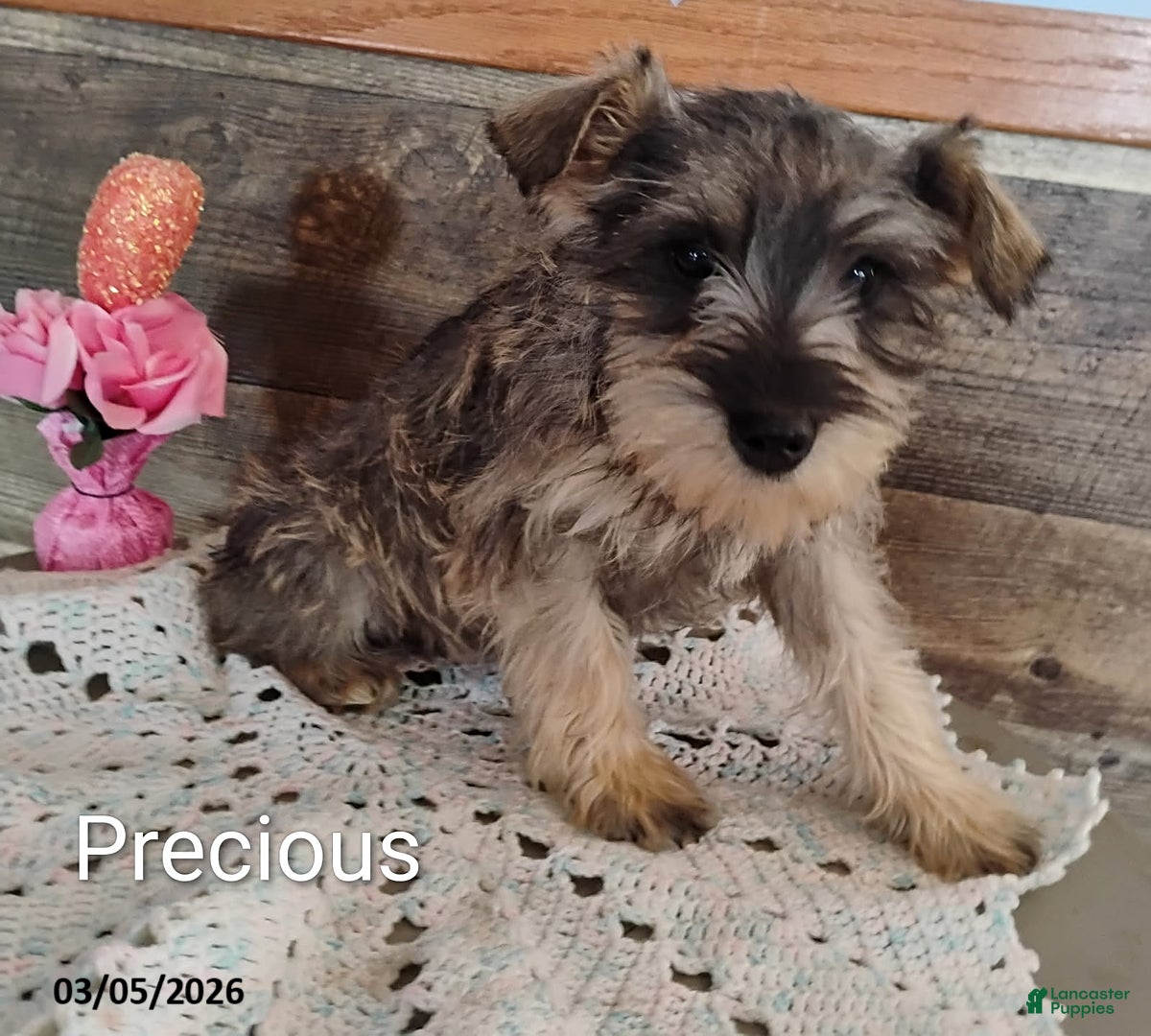 Miniature Schnauzer dogs Precious - Ad 2