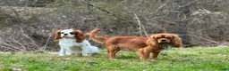Cavalier King Charles Spaniel dogs for sale: Cavalier King Charles Spaniel Puppy 3 - Ad 3