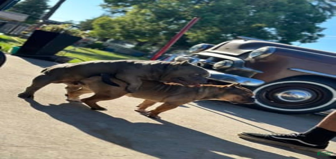 Gallery Image {{count}}