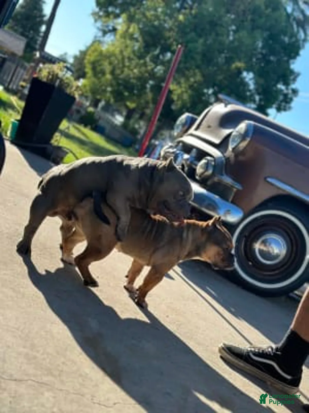 Gallery Image {{count}}