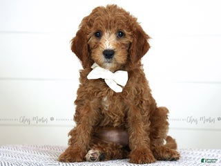 Mini Goldendoodle dogs - Ad 8