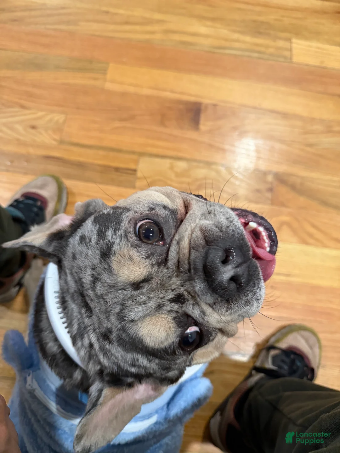 French Bulldog dogs for stud: Franklin  - Ad 2