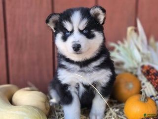 Pomsky dogs Marshel - Ad 36