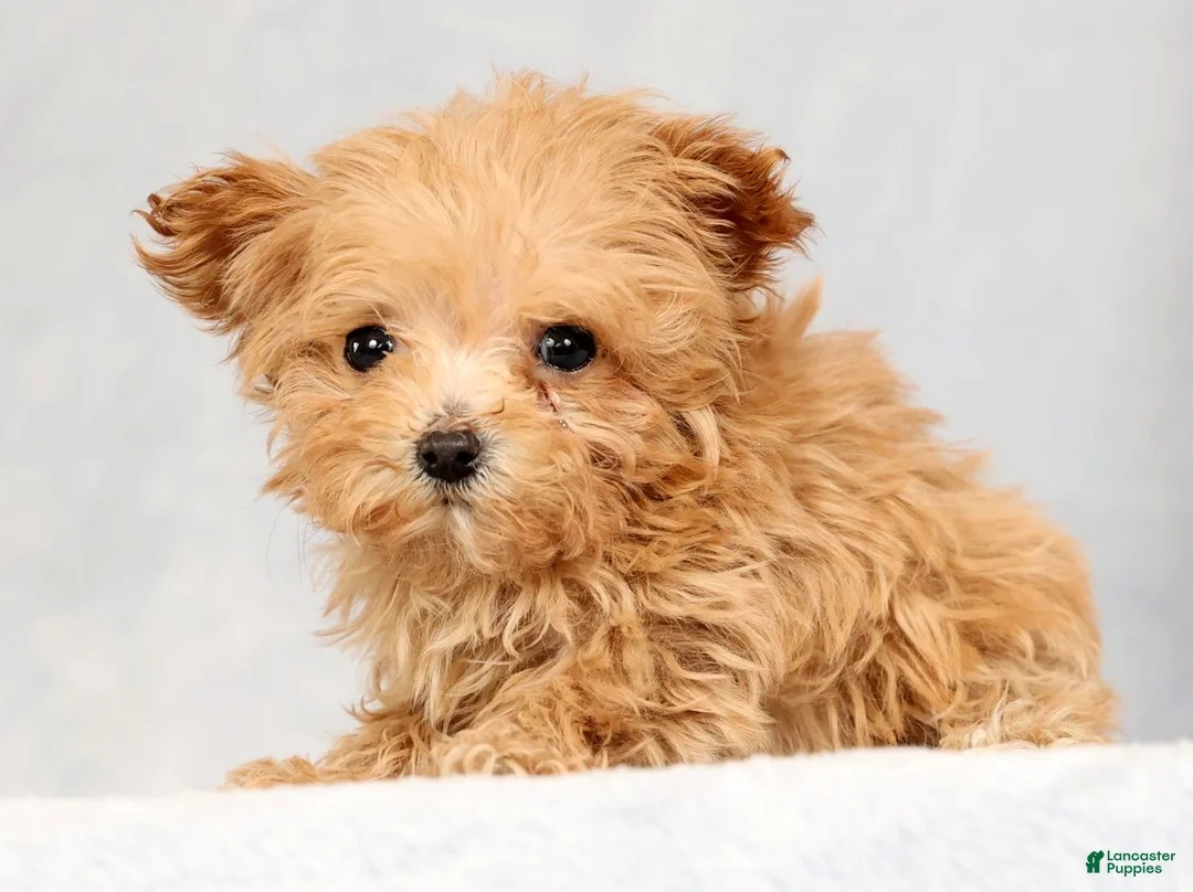 Havapoo dogs for sale: Uma - Ad 7