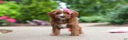 Cavapoo dogs for sale: Autumn - Ad 7