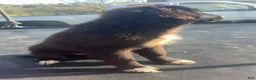 Mixed Breed dogs for sale: Daisy - Ad 2